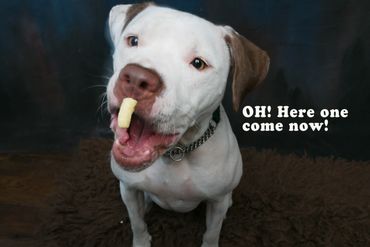 Studio photo of a dog catching treats