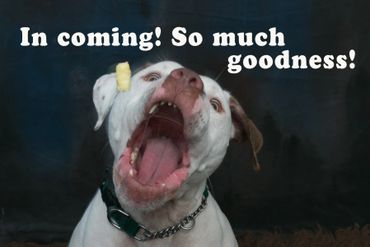 Studio photo of a dog with its mouth open and a treat in mid air