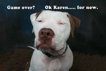 Studio photo of dog with eyes closed and funny caption