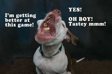 Dog catching treats with mouth wide open