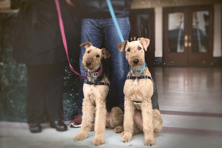 Pet Photography