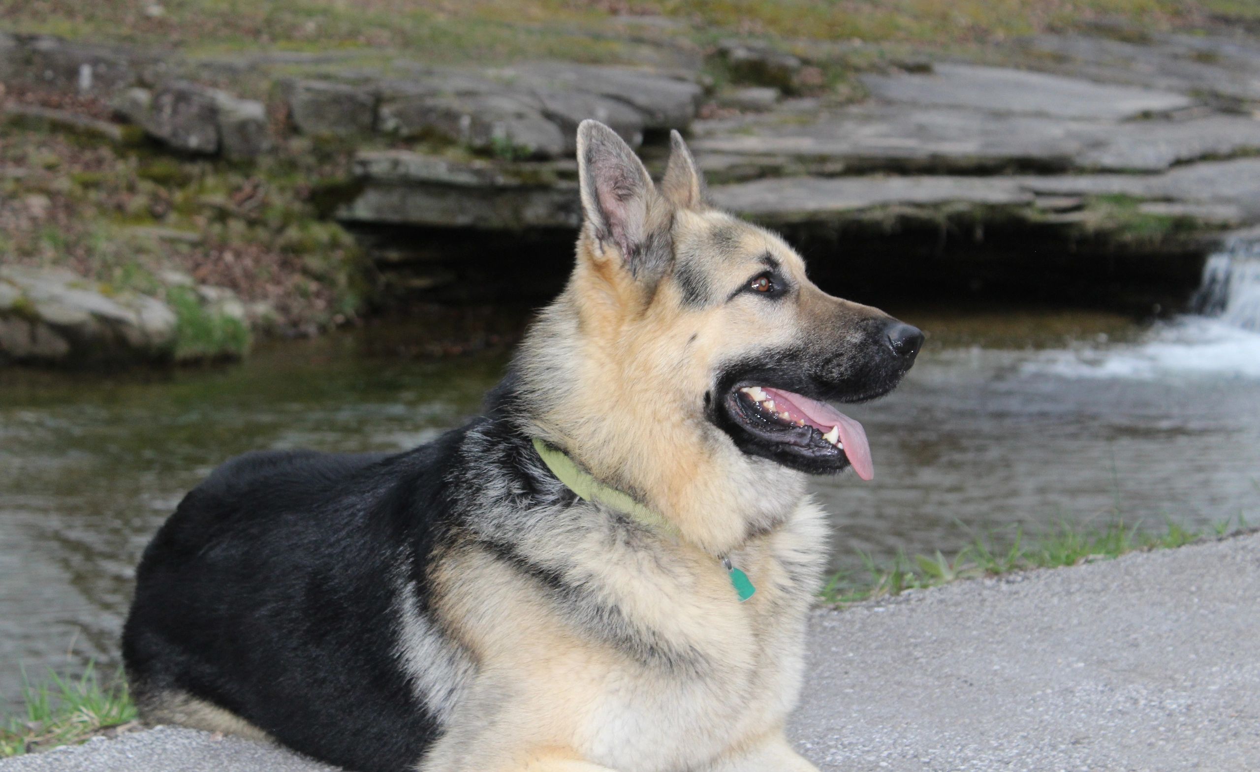 Schutzhaus German Shepherds German Shepherd Old Fashioned Puppies