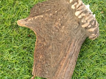 Organic locally sourced Deer antlers, full of calcium & phosphorus Long lasting
Nutritional (calcium