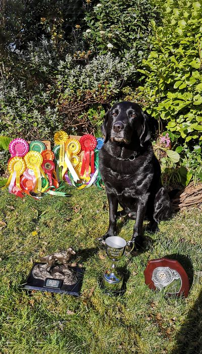 black-dog
