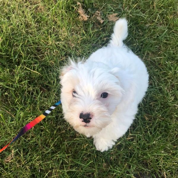 white fluffly dog