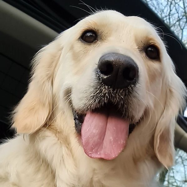golden retriever
