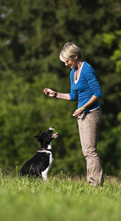 white-black dog and the trainer