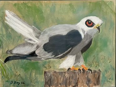 White tail kite on a stump in the middle of a vast open field at South Padre Ecotourism Center.