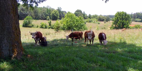 Our cattle are grass-fed on a pasture rotation system to provide them with fresh natural forage 24/7