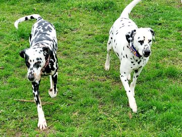 The most common colored Dalmatian is black & white and the majority of our puppies are this color.

