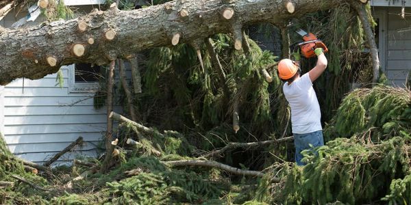 Worker uses chainsaw to cut fallen tree onto house.
