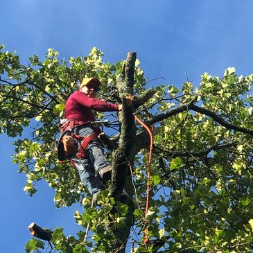 tree service fort worth, tree trimming fort worth, and tree removal fort worth