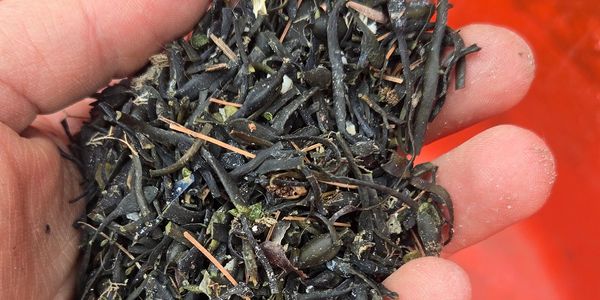 Hand holding dried black tea leaves with some twigs and debris.