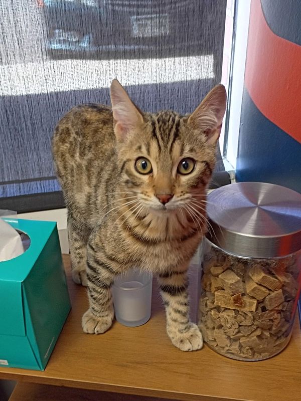 Jake at the vets office