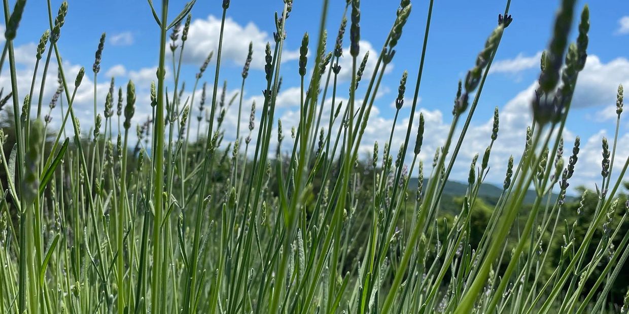 Tall green plants against a blue sky with clouds.