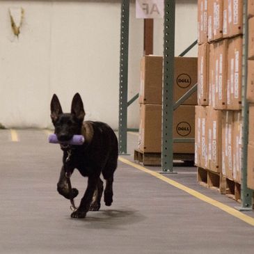 Puppy Training German Shepherd GSD Narcotics Detection K9 Explosives Detection K9 Detection Training