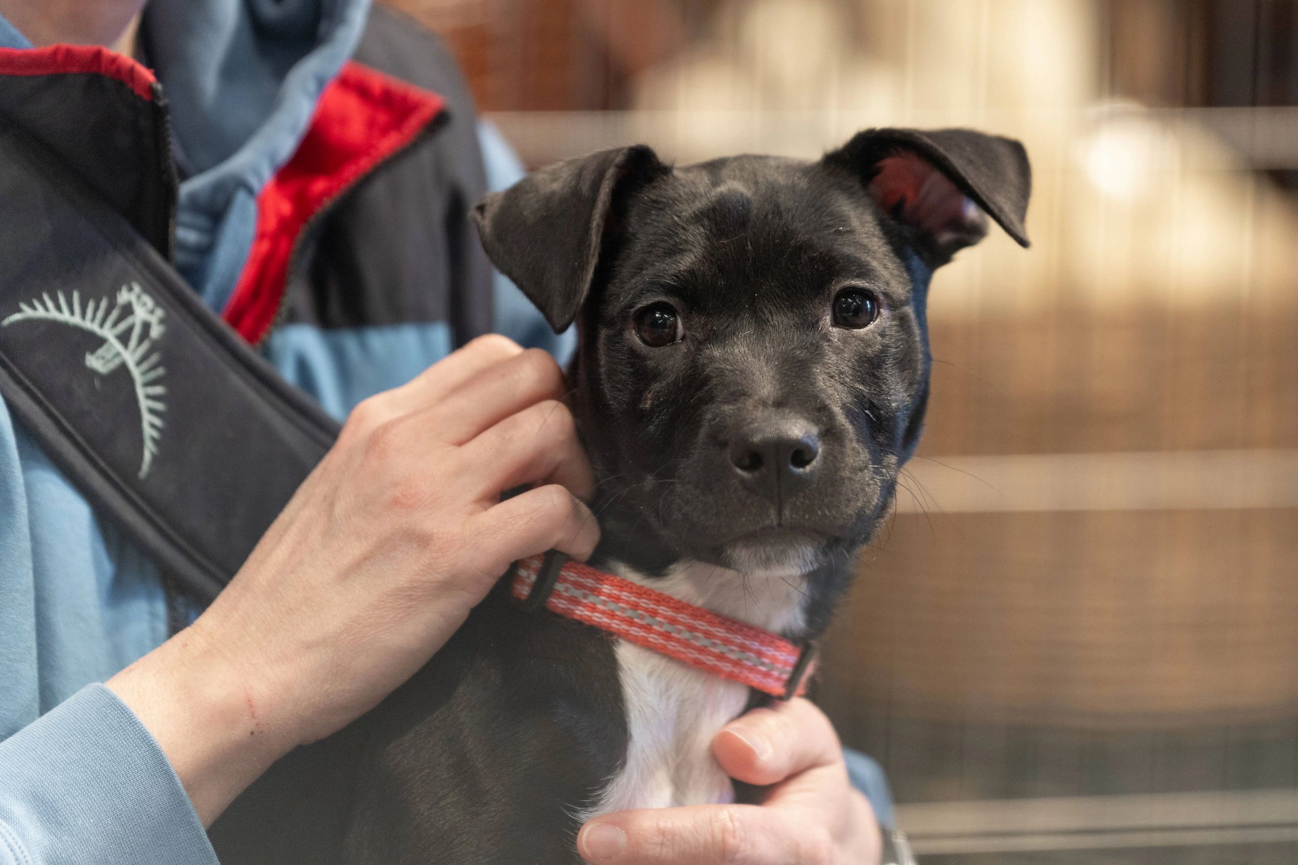 Close-up of a person holding a black dog with a red collar.