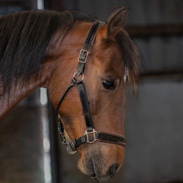 Close-up of a brown horse wearing a black bridle indoors.