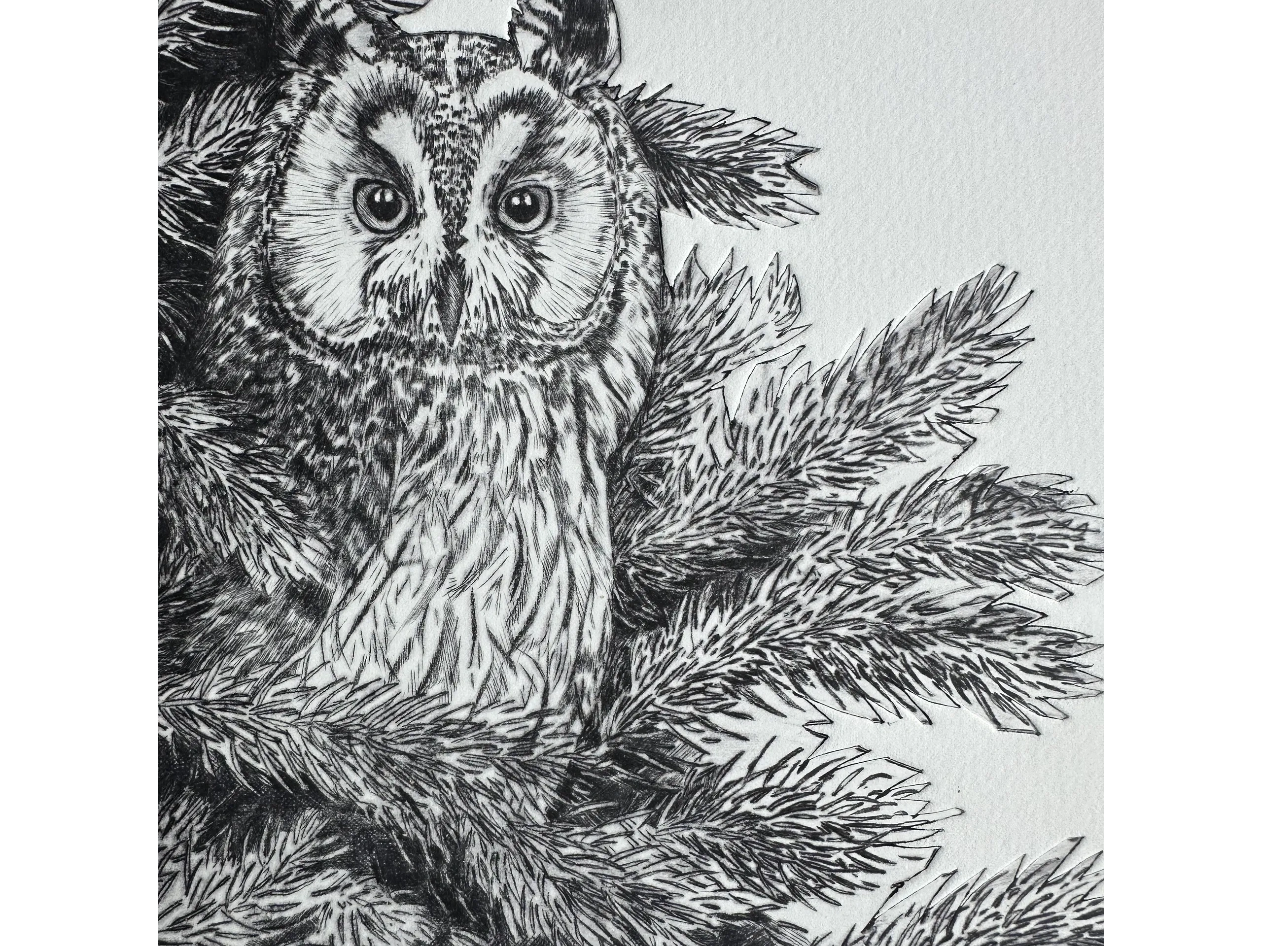 Detailed black and white sketch of an owl nestled in pine branches.