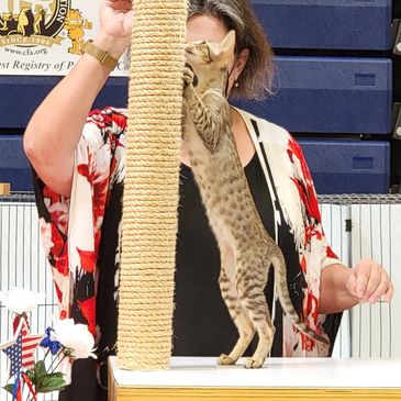 Oriental shorthair kittens for sale near me in New York