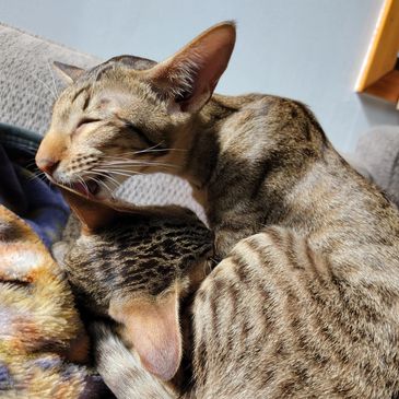 Oriental shorthair for sale near Rochester, NY