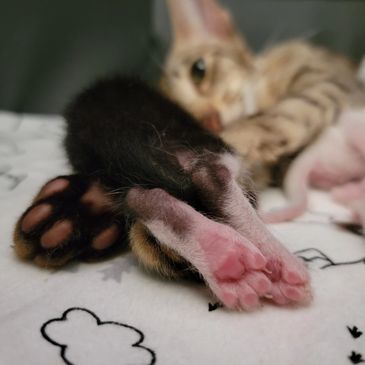 Oriental shorthair kittens for sale in New York