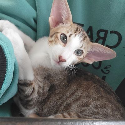 Hanu, one of our kittens that went out for adoption. Chestnut spotted tabby and white.