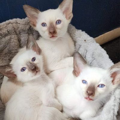Chocolate point siamese kittens