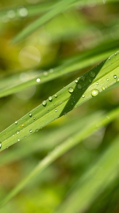 Close-up of green grass blades with water droplets glistening in sunlight.