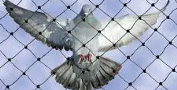 commercial bird pest control