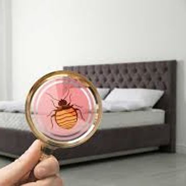 commercial bed bug pest control