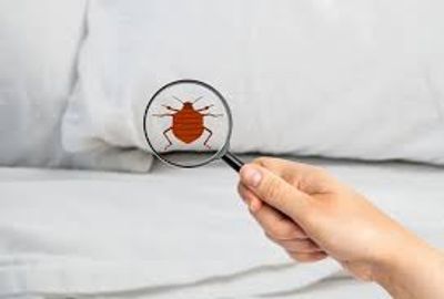 commercial bed bug pest control