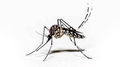 commercial mosquito pest control