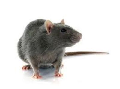 commercial rodent control