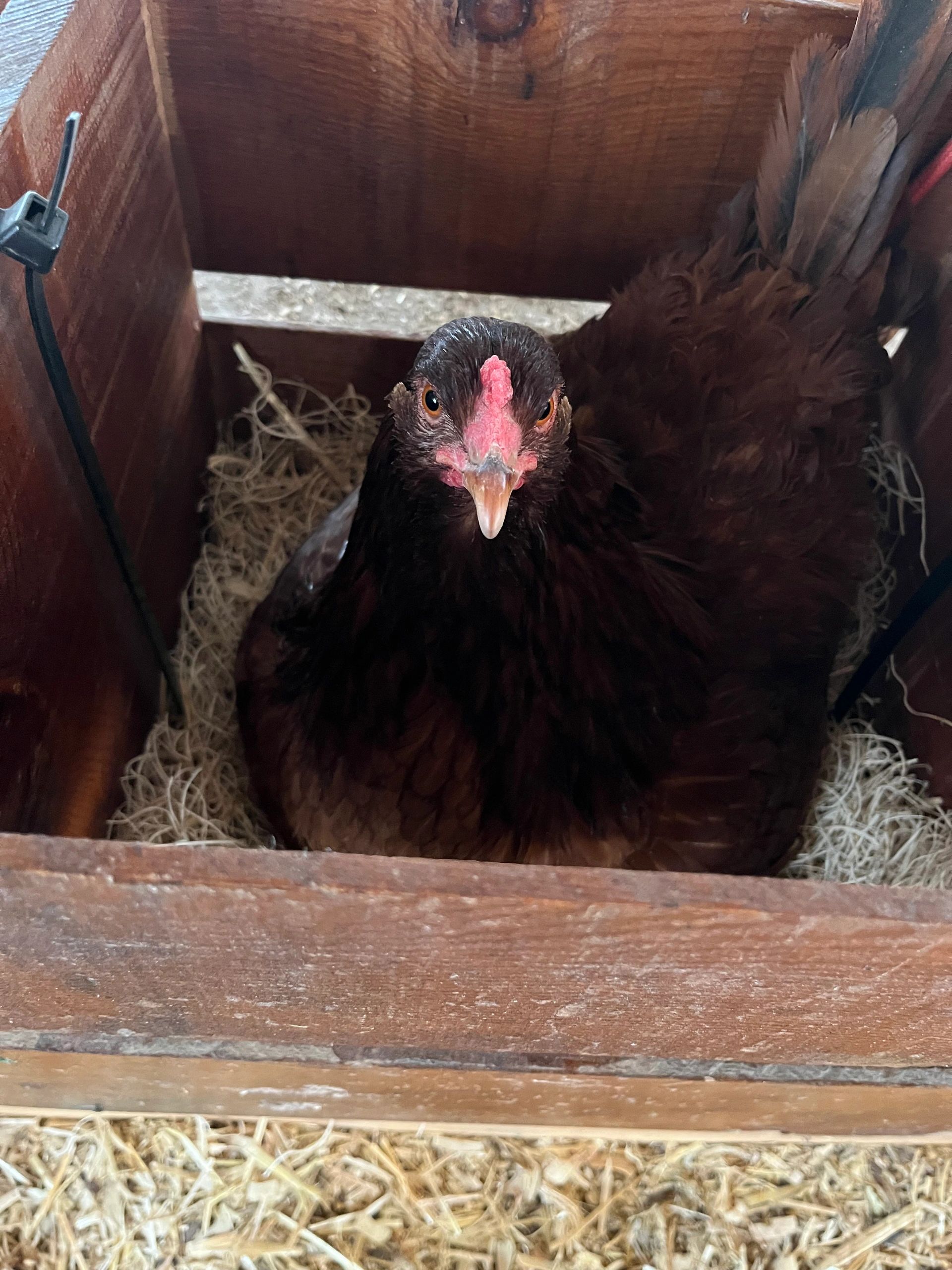 Hen doing her job on the homestead. Laying delicious healthy eggs.