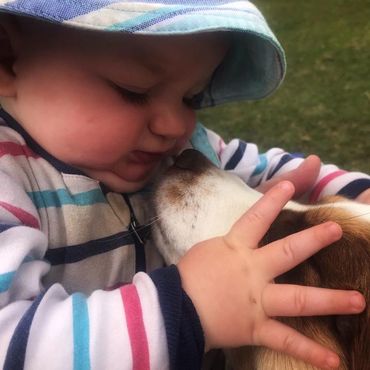 Miniature Australian / American Shepherd Breeder BC, Mini Aussie, CKC, ASDR, Puppy, Abbotsford