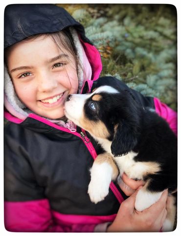 Miniature Australian / American Shepherd Breeder BC, Mini Aussie, CKC, ASDR, Puppy, Abbotsford