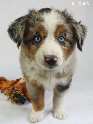 Miniature Australian / American Shepherd Breeder BC, Mini Aussie, CKC, ASDR, Puppy, Abbotsford
