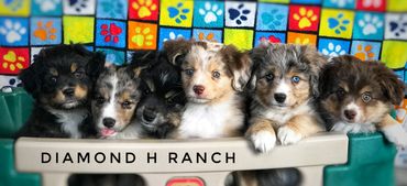 Miniature Australian / American Shepherd Breeder BC, Mini Aussie, CKC, ASDR, Puppy, Abbotsford