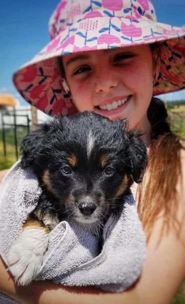 Miniature Australian / American Shepherd Breeder BC, Mini Aussie, CKC, ASDR, Puppy, Abbotsford