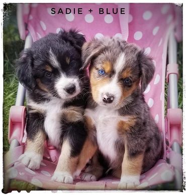 Miniature Australian / American Shepherd Breeder BC, Mini Aussie, CKC, ASDR, Puppy, Abbotsford
