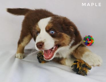 Miniature Australian / American Shepherd Breeder BC, Mini Aussie, CKC, ASDR, Puppy, Abbotsford