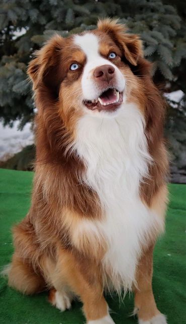 Miniature Australian / American Shepherd Breeder BC, Mini Aussie, CKC, ASDR, Puppy, Abbotsford