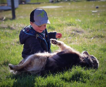 Miniature Australian / American Shepherd Breeder BC, Mini Aussie, CKC, ASDR, Puppy, Abbotsford