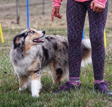 Miniature Australian / American Shepherd Breeder BC, Mini Aussie, CKC, ASDR, Puppy, Abbotsford