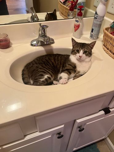 Alfie chilling in the sink. He’s amazing.