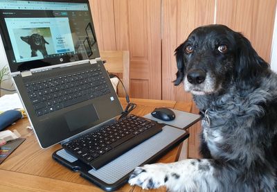 Blue Merle Sprollie sitting at computer