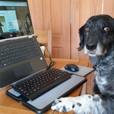 Blue Merle Sprollie sitting at a  computer