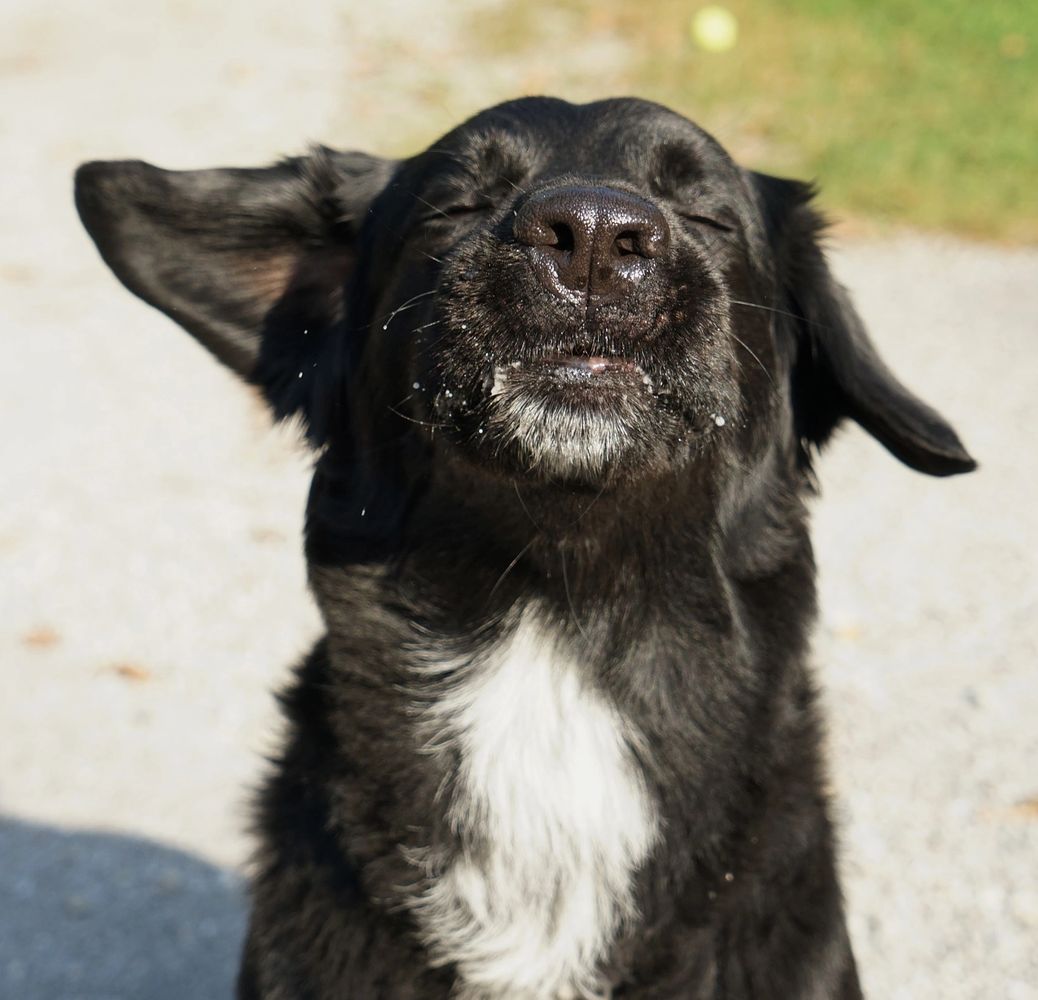 Black dog looking calmly happy