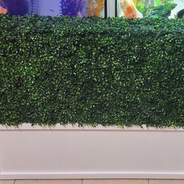 White boxwood hedgewall for wedding and party rental in New Orleans area.